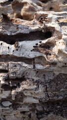 the texture of wood that has been weathered and destroyed