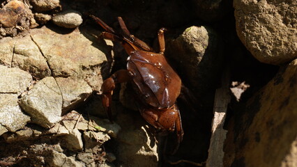 river crab climbs rocks with its claws