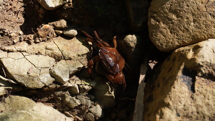 river crab climbs rocks with its claws