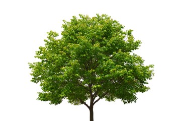 tree isolated on white background