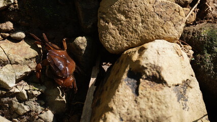 river crab climbs rocks with its claws