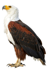 Obraz premium african fish eagle portrait