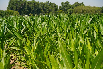 A large field of ripening corn. Summer.
