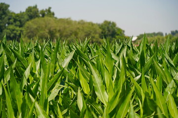 A large field of ripening corn. Summer.