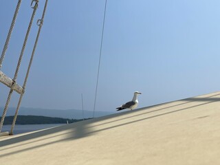 Urlaub, Kroatien, Insel, Krk