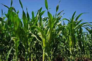 A large field of ripening corn. Summer.