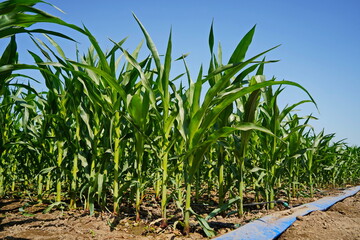 A large field of ripening corn. Summer.