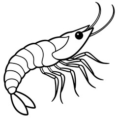 Shrimp Outline Vector