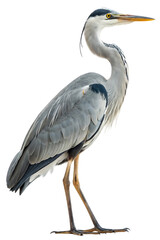 Fototapeta premium grey heron elegant side pose