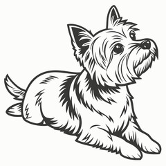 A charming black and white illustration of a Yorkshire Terrier lying down