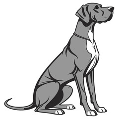 A gray and white Great Dane dog in seated profile looking right