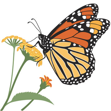 A monarch butterfly gracefully lands upon a vibrant golden wildflower blossom