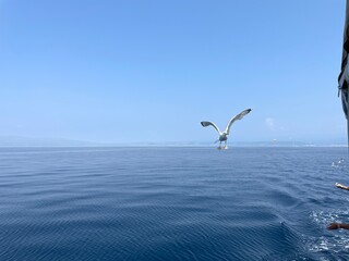 Urlaub, Kroatien, Insel, Krk