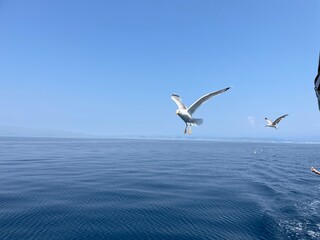 Urlaub, Kroatien, Insel, Krk