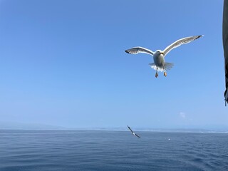 Urlaub, Kroatien, Insel, Krk
