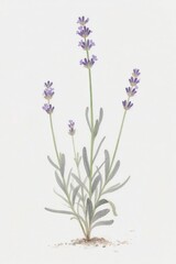 Naklejka premium Watercolor Illustration of Lavender Plant with Purple Flowers and Green Stems