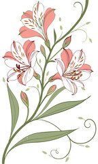 Close-up of the Star of Alstroemeria flower arranged beautifully and decorated with vines