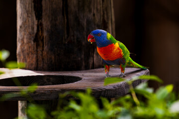 Vibrant rainbow lorikeet (Trichoglossus moluccanus) standing on a wooden feeder in Prague Zoo. Exotic parrot with vivid plumage in natural outdoor setting.