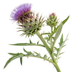 Thistle flower with spiky green stem