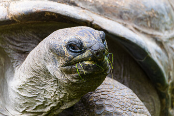 close up of a galapagos giant tortoise. Portrait of a turtle eating grass.
