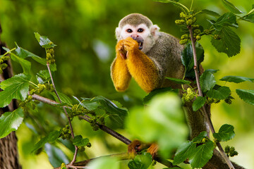A squirrel monkey in a tree in the wild. Portrait of a small monkey sitting in the branches of a tree