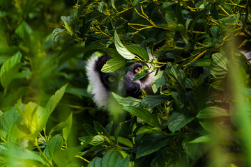Close-up of a lemur's face peeking through dense green jungle foliage. Bright yellow eyes and black-and-white fur contrast with the lush leaves, creating a mysterious wildlife scene. © Petr