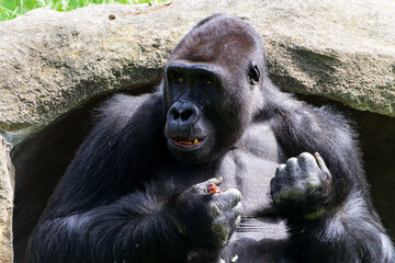 a close-up portrait of a male gorilla named Titan at the zoo. Big black monkey. Face of the animal. Grauer's gorilla