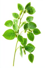 Isolated Fresh Harvested Edamame Plant on White Background: A Nutritional Crop for Agriculture and Cookery