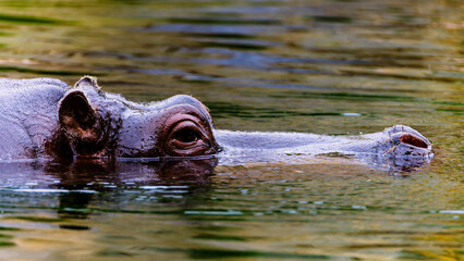 Fototapeta premium close-up of a common hippopotamus with only part of its head and eye visible, the rest of its body is submerged in water.