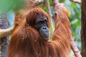 portrait of Sumatran orangutan in Prague zoo. Playing brown monkey. Detail of orangutan's face