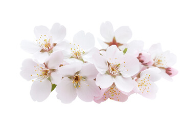 Fototapeta premium Beautiful sakura flowers bloom elegantly on a white background showcasing delicate petals and vibrant stamens during the spring season