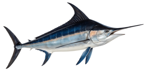 Blue marlin sport fish art