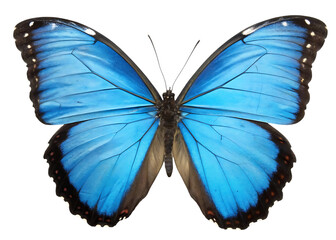 Obraz premium blue morpho butterfly on white