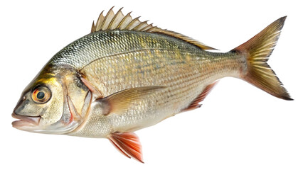 Fototapeta premium Silver fish red fin detail