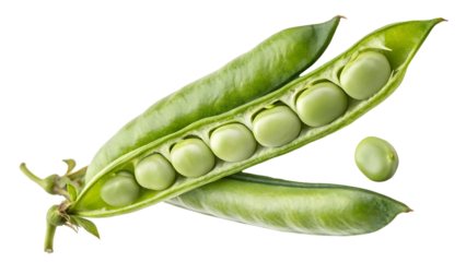 Green bean pods and seeds