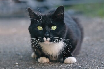 Cute tuxedo cat sitting outoor and looking at camera. Horizontal image with soft focus.	