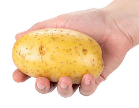Hand gently cradling a large, ripe, raw potato against a transparent background, highlighting its natural texture and earthy tones