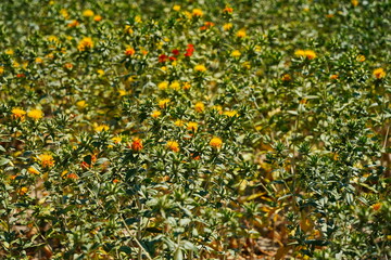 Safflower. American wild saffron blooming in a large field.