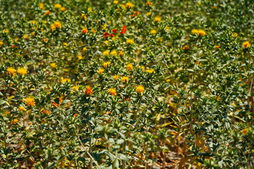 Safflower. American wild saffron blooming in a large field.