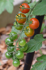 Mini-Tomato growing up / 真夏の家庭菜園で育てる夏野菜，ミニトマトの実(プチトマト) - 生育途中