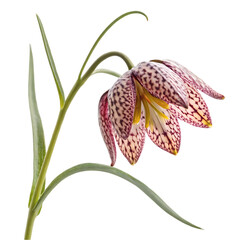 Fritillaria snakehead bloom
