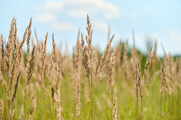 Tall, golden grasses dance in the breeze against a bright blue sky, creating a serene summer landscape.