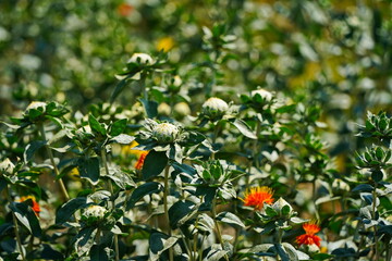 Safflower. American wild saffron blooming in a large field.