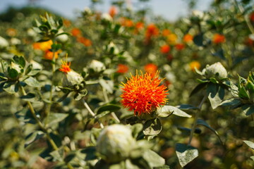 Safflower. American wild saffron blooming in a large field.
