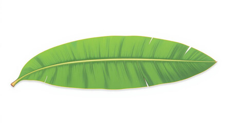 Fototapeta premium A single banana leaf vector illustration