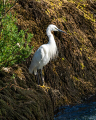 Little egret standing on mossy riverbank in summer sunlight