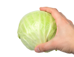 Chef holding a perfect, round, green cabbage, isolated on a transparent background, ready for culinary use