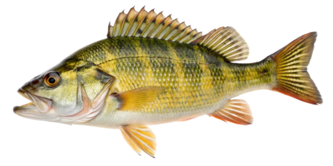 Yellow Perch Fish Closeup