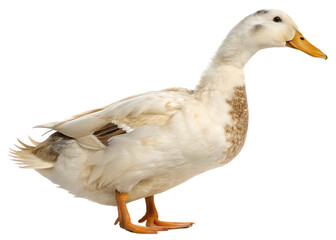 Obraz premium White Duck with Orange Beak and Feet