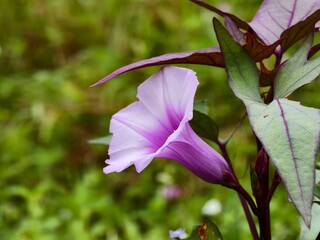 Sweet potato flower (Ipomoea Batatas) in the morning